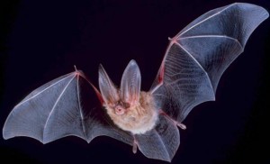 Townsend's Big-Eared Bat. This thing is absolutely terrifying.