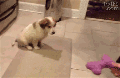 puppy-falls-over-gif