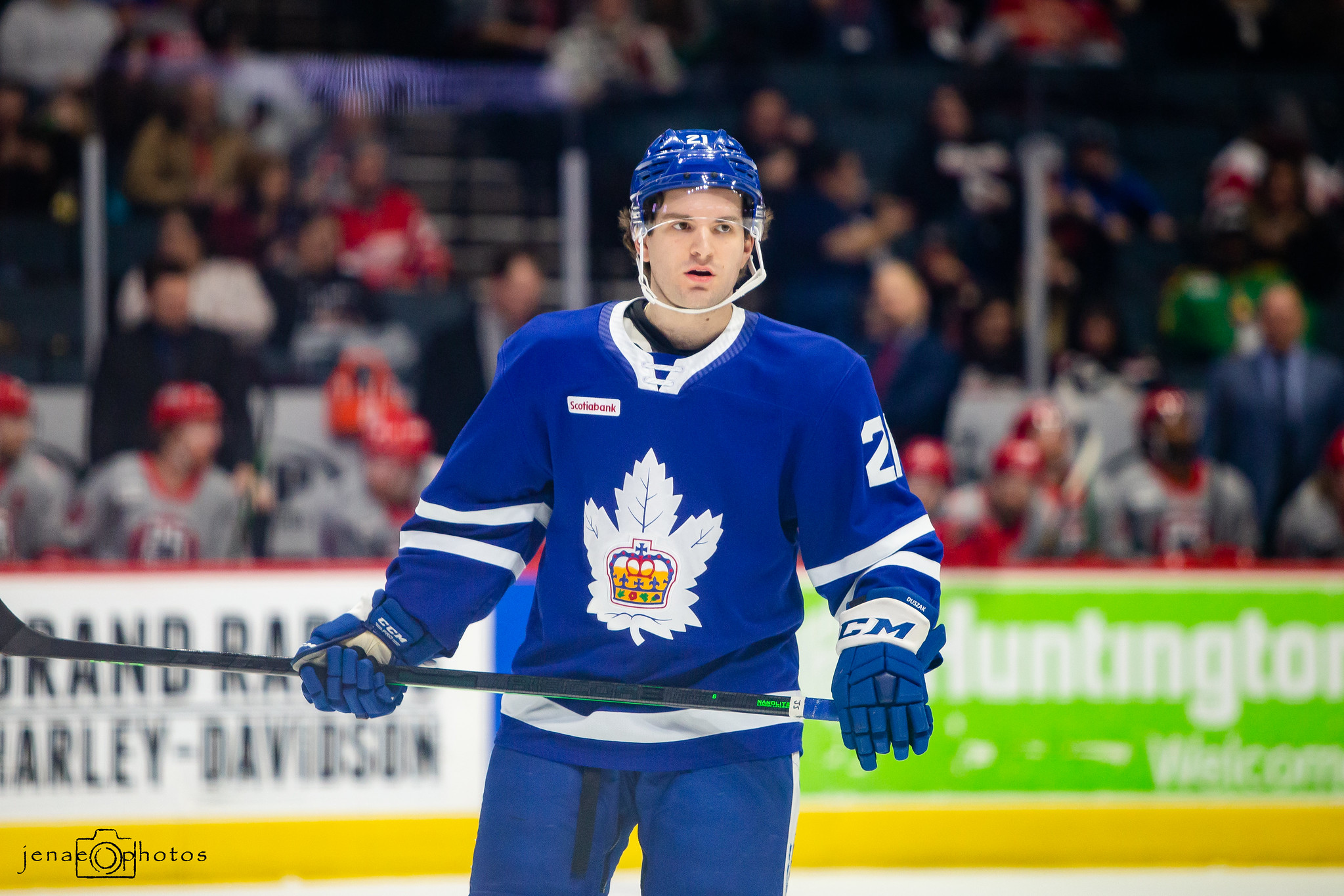 Toronto Marlies - The Hockey Writers