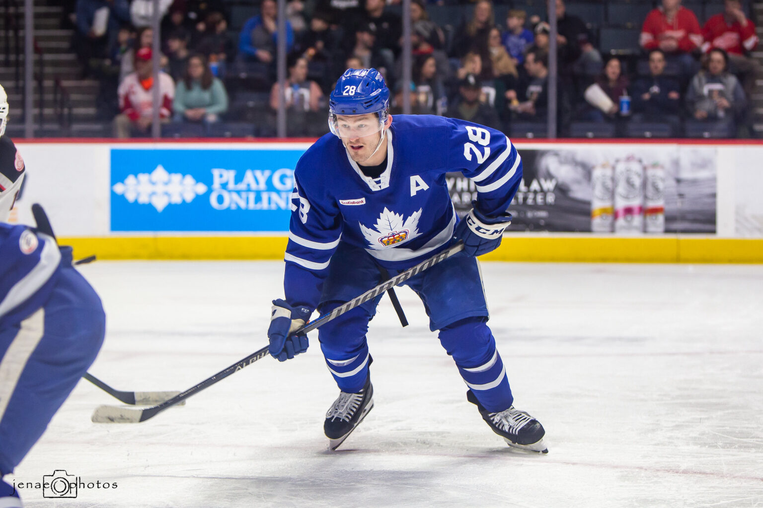 Toronto Maple Leafs Player Profile Joey Anderson The Hockey Writers