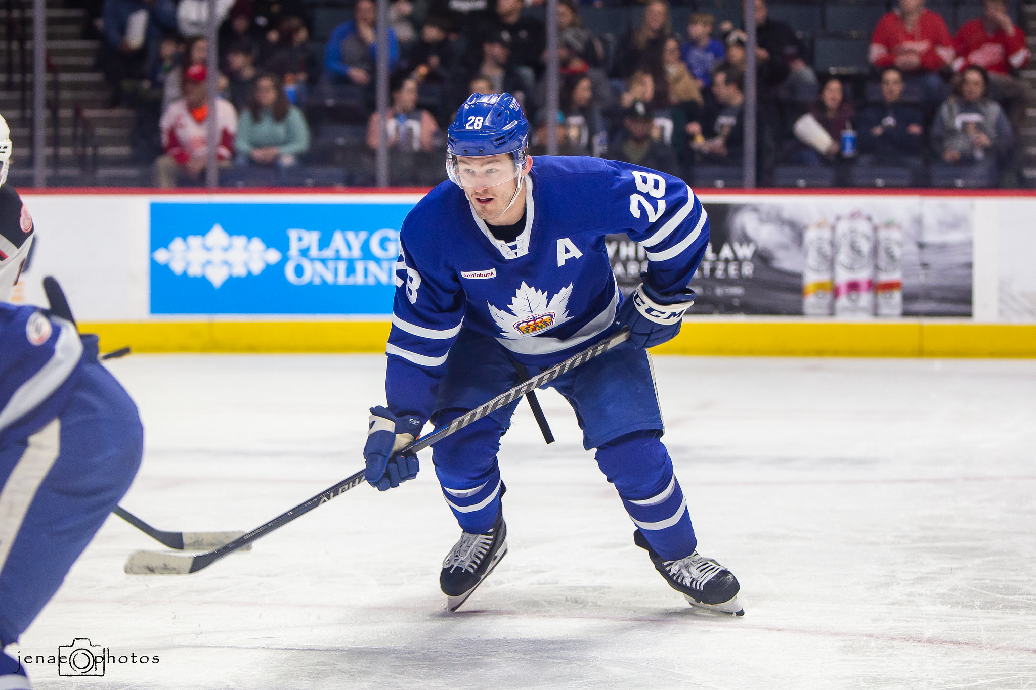 Toronto Maple Leafs Player Profile: Joey Anderson - The Hockey Writers ...